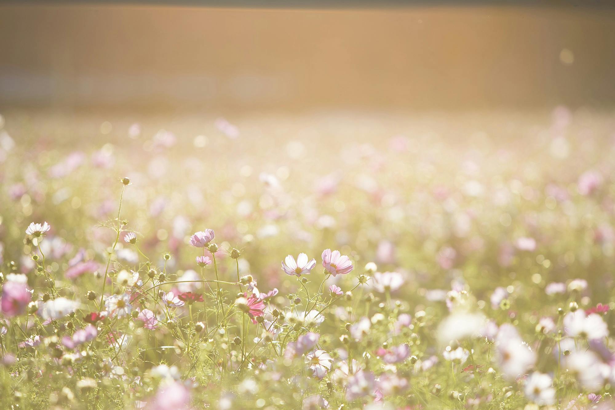 Image of a flower field with golden light coming from above